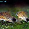 Schwanzfleck-Panzerwels - Corydoras caudimaculatus