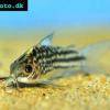 Napo-Panzerwels - Corydoras napoensis