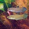 Balung-Kampffisch - Betta balunga