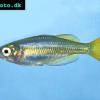 Melanotaenia splendida inornata