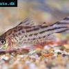 Flaggenschwanz-Panzerwels - Corydoras robinae