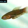 Browns Zwergkampffisch - Betta brownorum