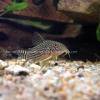 Sterbas Panzerwels - Corydoras sterbai
