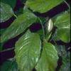 Aglaonema simplex