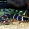 Brichards Fiederbartwels - Synodontis brichardi