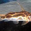 Roberts Fiederbartwels - Synodontis robertsi