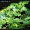 Ludwigia helminthorrhiza