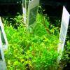 Glossostigma elatinoides