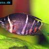 Schokoladengurami - Sphaerichthys osphromenoides