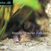 Diagonal-Panzerwels - Corydoras melini