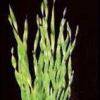 Vallisneria asiatica