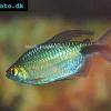 Afrikanischer Langflossensalmler - Brycinus longipinnis