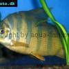 Zebra-Geradsalmler - Distichodus sexfasciatus