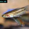 Ediths Kampffisch - Betta edithae