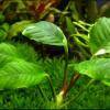 Anubias barteri “Coffeefolia”