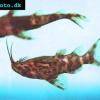 Rückenschwimmender Kongowels - Synodontis nigriventris