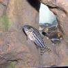 Julipanzerwels - Corydoras julii