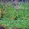 Hemianthus callitrichoides