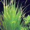 Blyxa aubertii