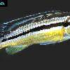 Türkisgoldbarsch - Melanochromis auratus