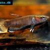 Betta channoides