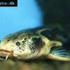 Gemeiner Dornwels - Acanthodoras cataphractus