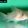 Savannenpanzerwels - Corydoras polystictus