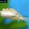Brauner Kugelfisch - Tetraodon miurus