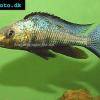 Fünffleckmaulbrüter - Fossorochromis rostratus