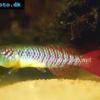 Bunter Prachtgrundfisch - Nothobranchius guentheri