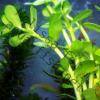 Hemianthus micranthemoides