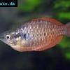 Melanotaenia parva