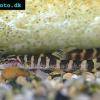 Spitzkopfschmerle - Sinibotia superciliaris