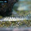 Rotflossen-Tigerschmerle - Syncrossus berdmorei