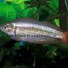 Westlicher Regenbogenfisch - Melanotaenia splendida australis