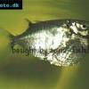 Platin Beilbauchfisch - Thoracocharax stellatus