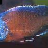 Copadichromis borleyi