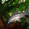Marmorierter Panzerwels - Corydoras paleatus