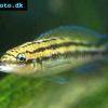 Dickfelds Schlankcichlide - Julidochromis dickfeldi