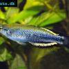 Rotschwanzährenfisch - Bedotia madagascariensis