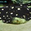 Leopolds Stachelrochen - Potamotrygon leopoldi