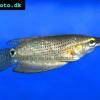 Spitzkopfgurami - Ctenops nobilis
