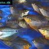 Mosaikfadenfisch - Trichogaster leeri