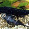 Euchilichthys guentheri