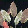 Cryptocoryne blassi