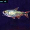 Rautenflecksalmler - Hyphessobrycon anisitsi