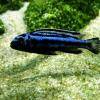 Kobaltorangebarsch - Melanochromis johannii