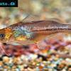 Mees Antennenwels - Brachyrhamdia meesi