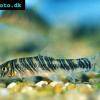 Streifenschmerle - Botia striata