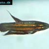 Roter Kampffisch - Betta coccina